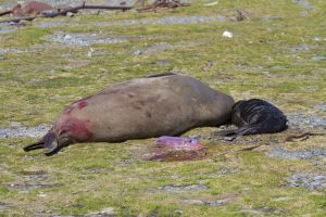 Stromness, South Georgia Island 105.jpg